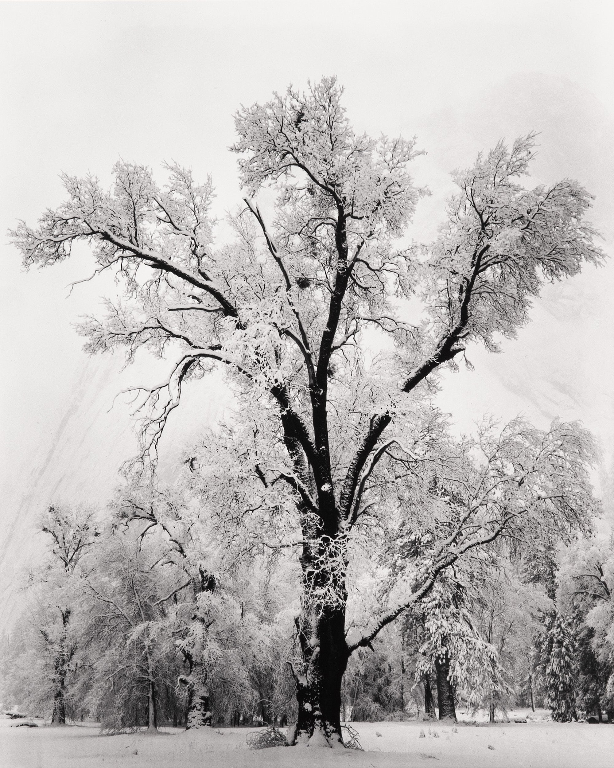 Oak Tree, Snowstorm - Signed Special Edition Signed_SEP Ansel Adams 