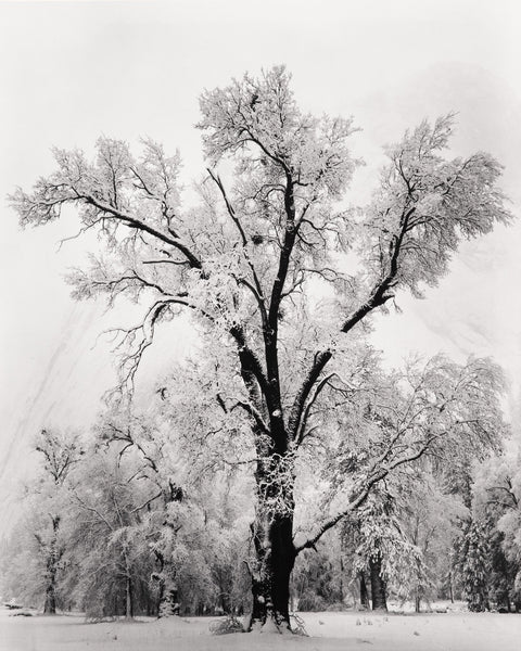 Oak Tree, Snowstorm- Signed Special Edition Photograph – The Ansel