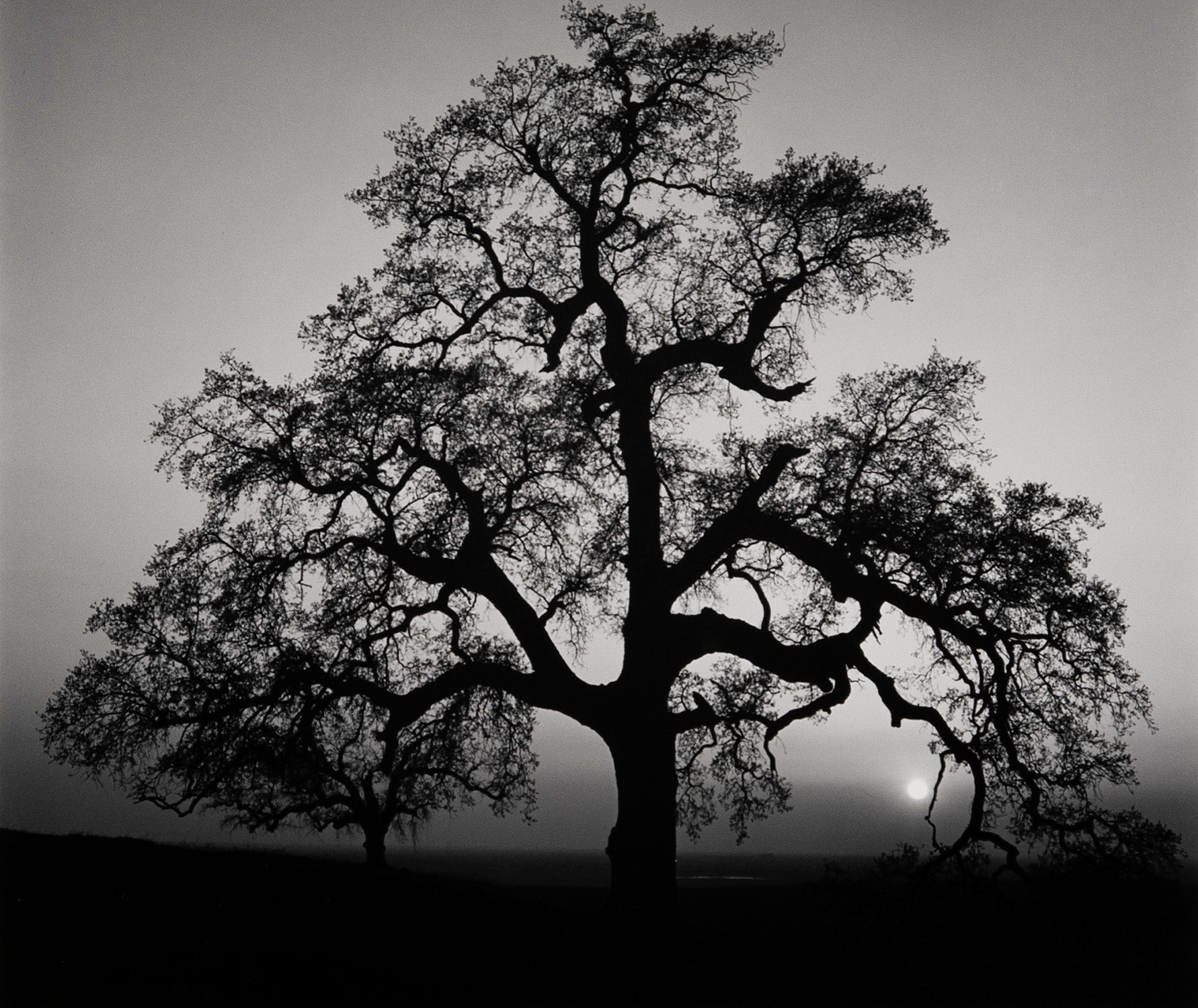Oak Tree, Sunset City Original Photograph Ansel Adams 