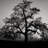 Oak Tree, Sunset City Original Photograph Ansel Adams 