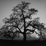 Oak Tree, Sunset City Original Photograph Ansel Adams 