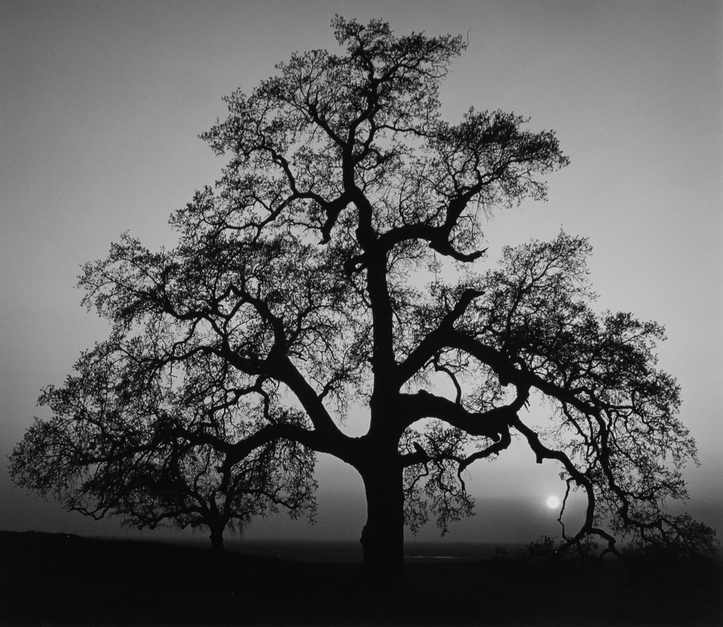 Oak Tree, Sunset City Original Photograph Ansel Adams 