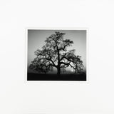 Oak Tree, Sunset City Original Photograph Ansel Adams 