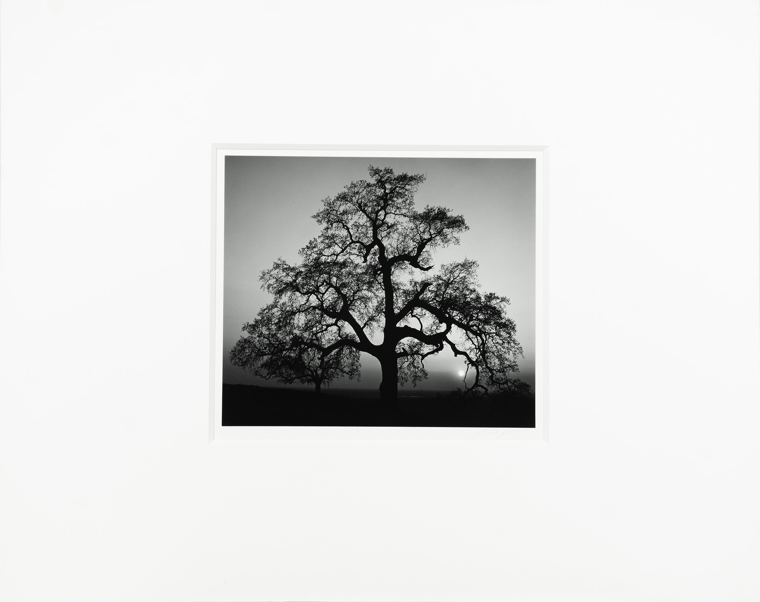 Oak Tree, Sunset City Original Photograph Ansel Adams 