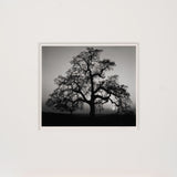 Oak Tree, Sunset City Original Photograph Ansel Adams 