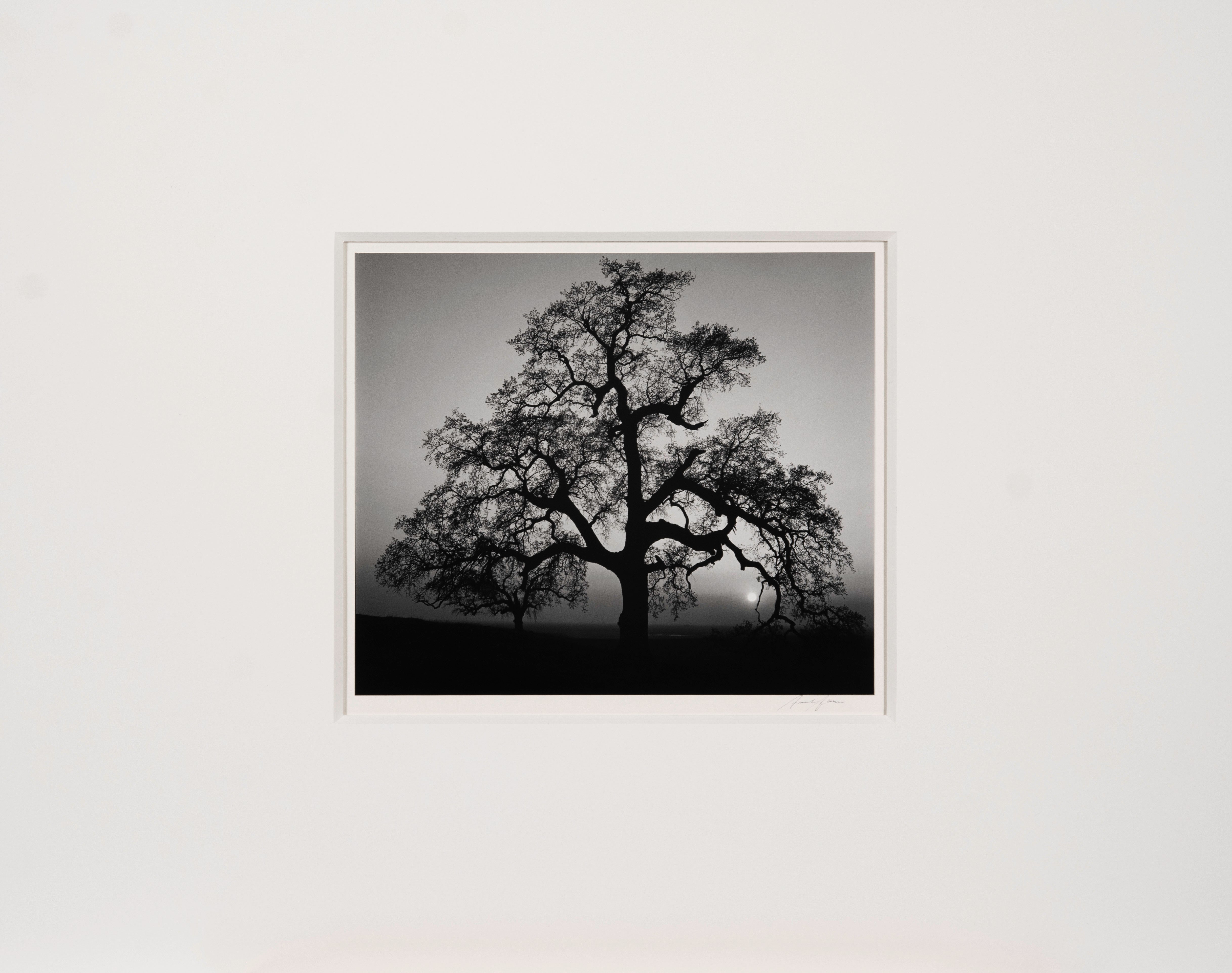 Oak Tree, Sunset City Original Photograph Ansel Adams 