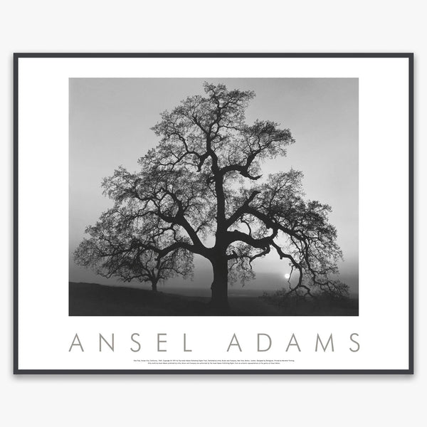 oak-tree-sunset-city-shop- 