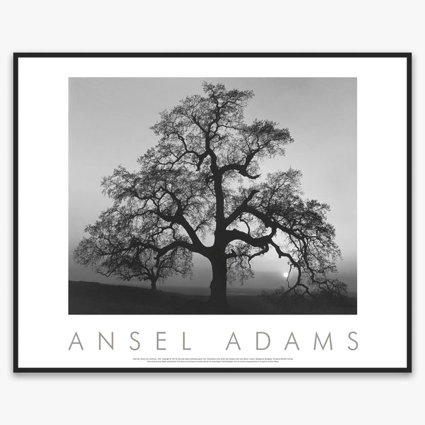 アンセル アダムス Oak Tree ポスター フォト アートエンボスマーク入 アンセル アダムス Oak Tree ポスター フォト アートエンボスマーク入