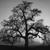 Oak Tree, Sunset City Shop_Small_Print The Ansel Adams Gallery 