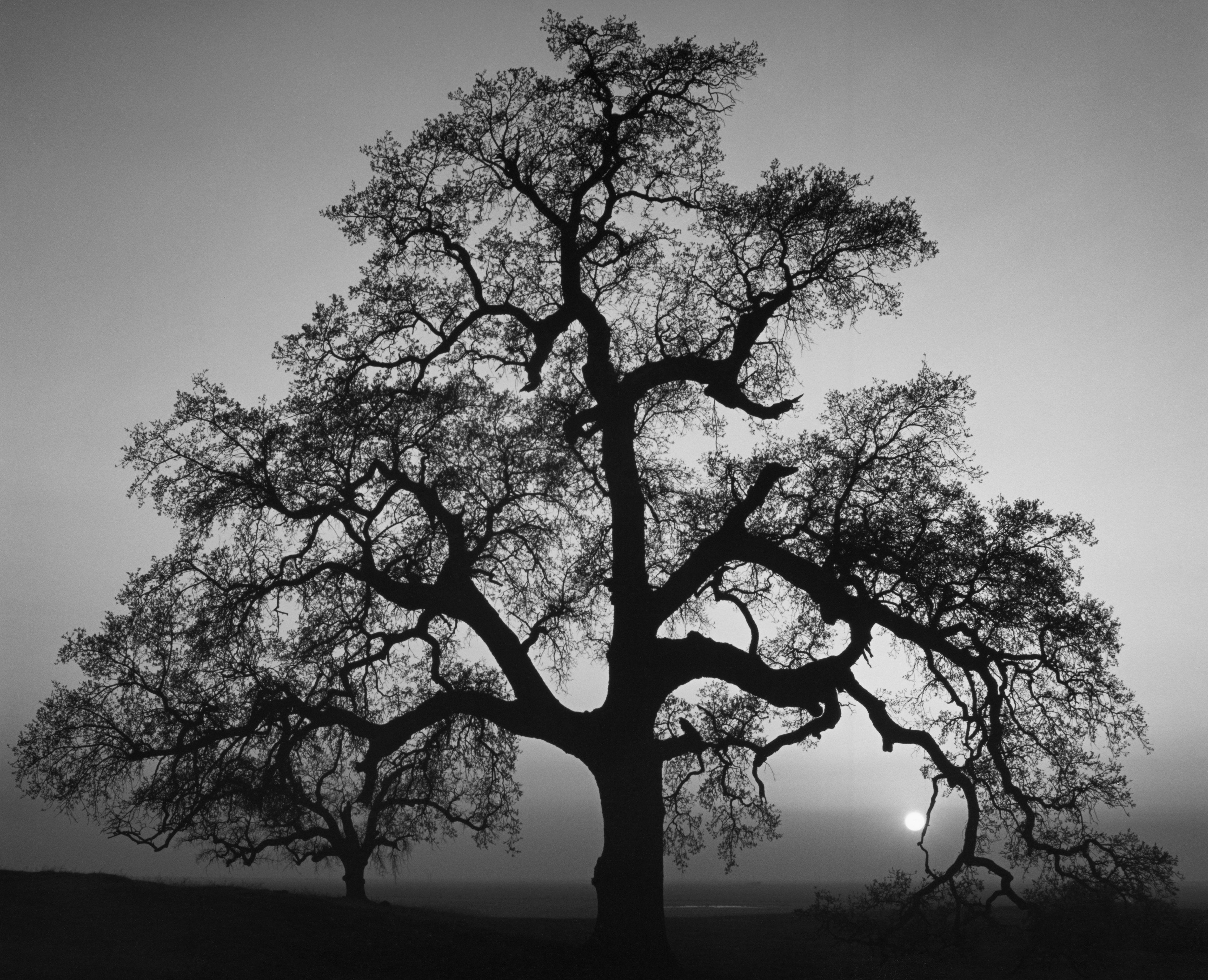 Oak Tree, Sunset City Shop_Small_Print The Ansel Adams Gallery 