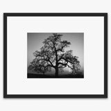 Oak Tree, Sunset City Shop_Small_Print The Ansel Adams Gallery 
