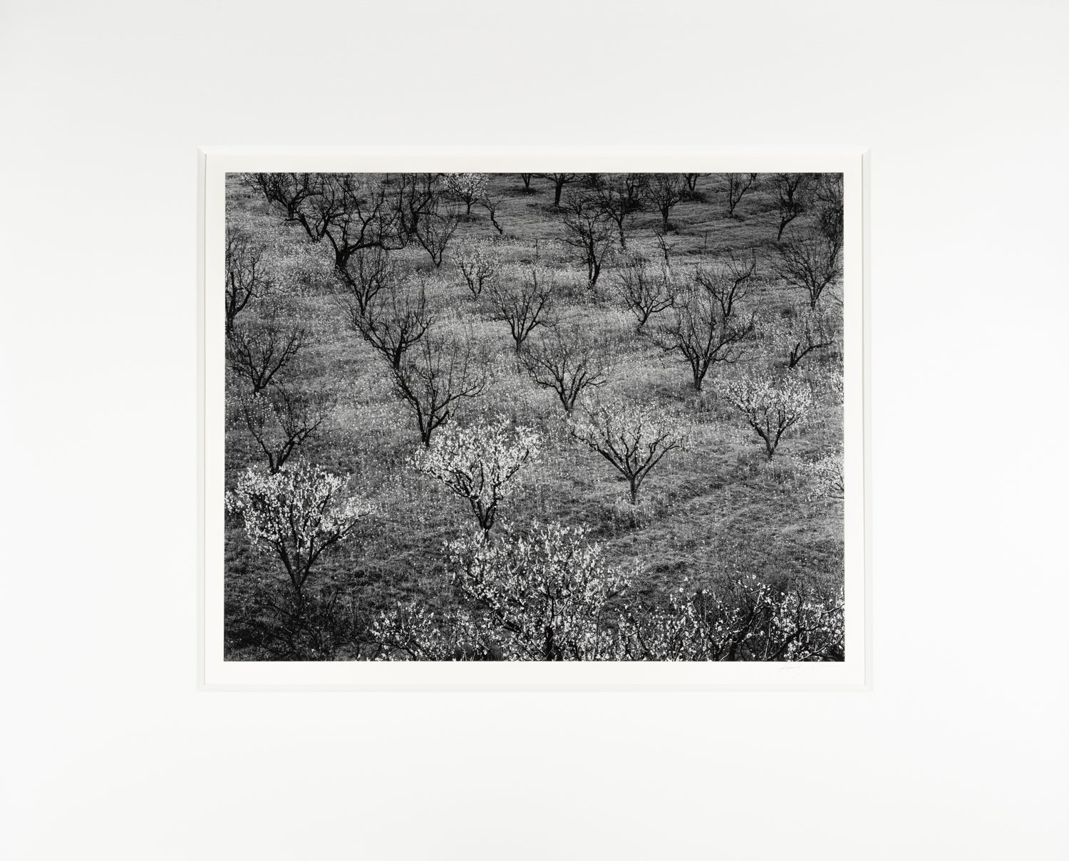 Orchard, Early Spring near Stanford University, California Original Photograph Ansel Adams 