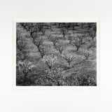 Orchard, Early Spring near Stanford University, California Original Photograph Ansel Adams 