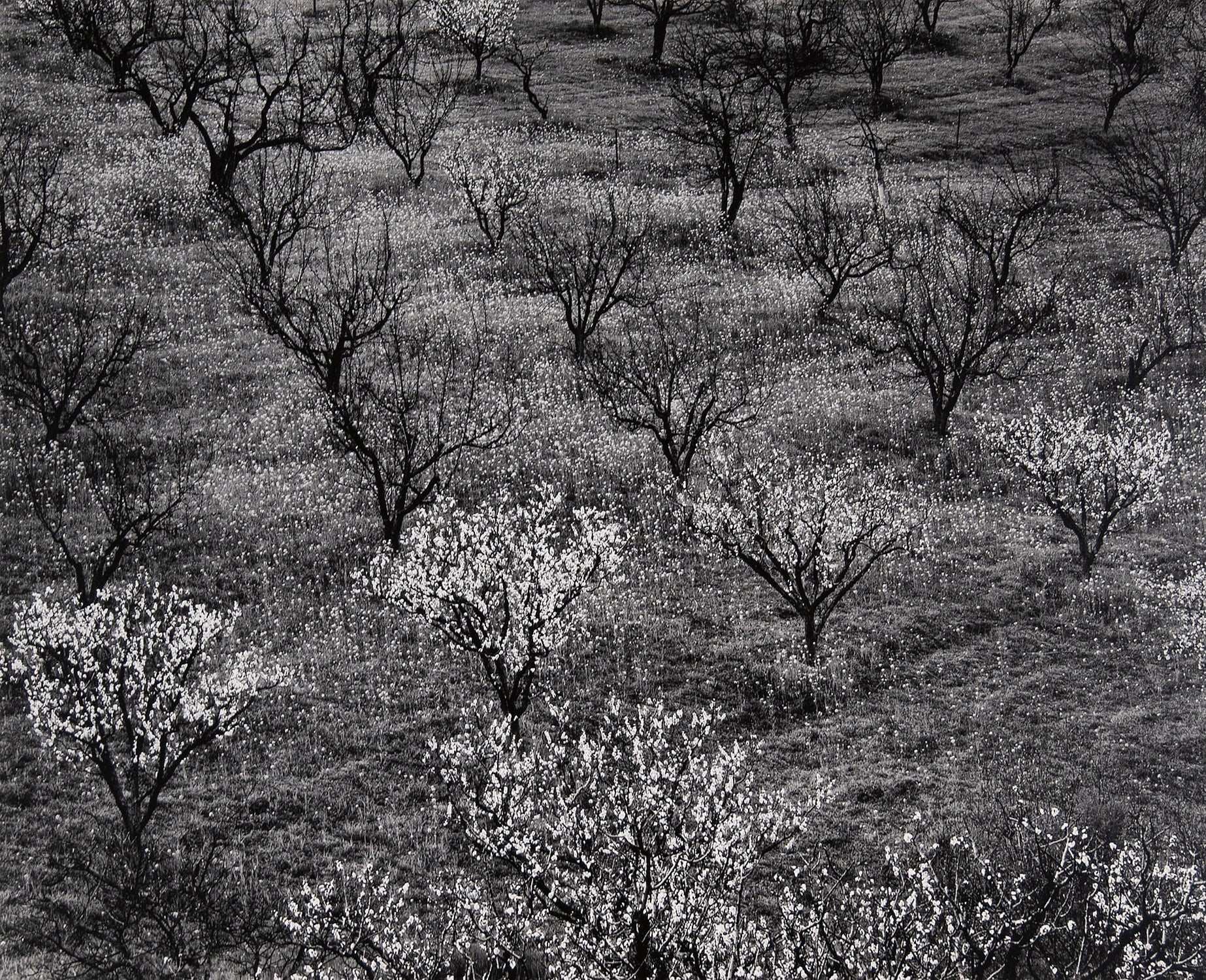 Orchard, Early Spring near Stanford University, California Original Photograph Ansel Adams 