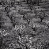 Orchard, Early Spring near Stanford University, California Original Photograph Ansel Adams 