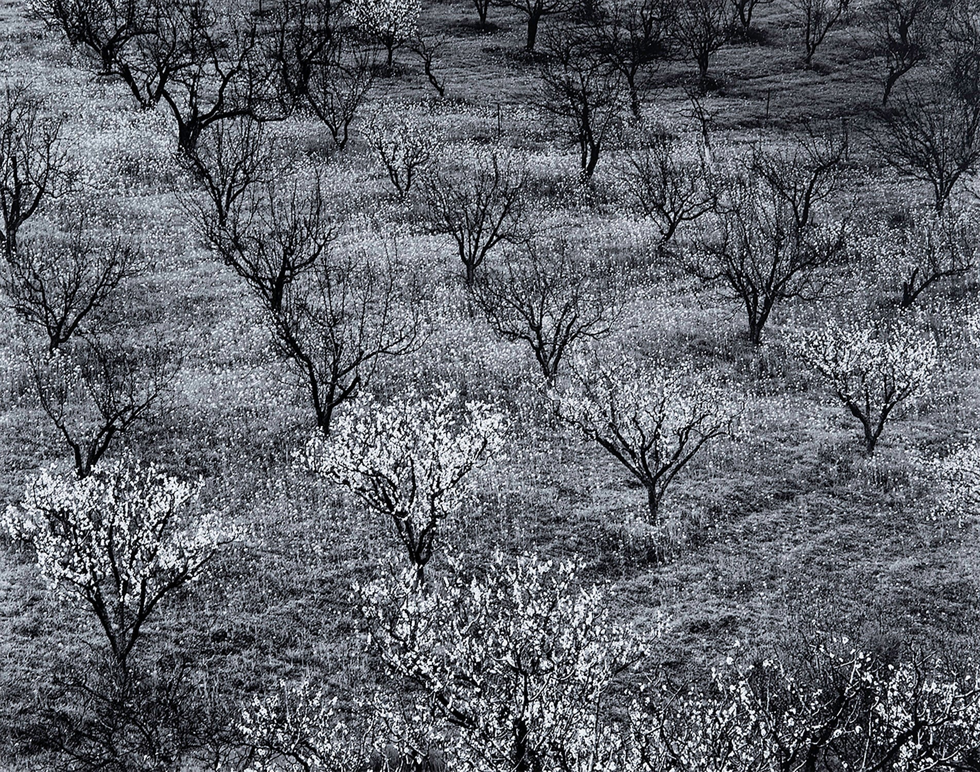 Orchard, Early Spring near Stanford University, California Original Photograph Ansel Adams 
