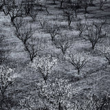 Orchard, Early Spring near Stanford University, California Original Photograph Ansel Adams 