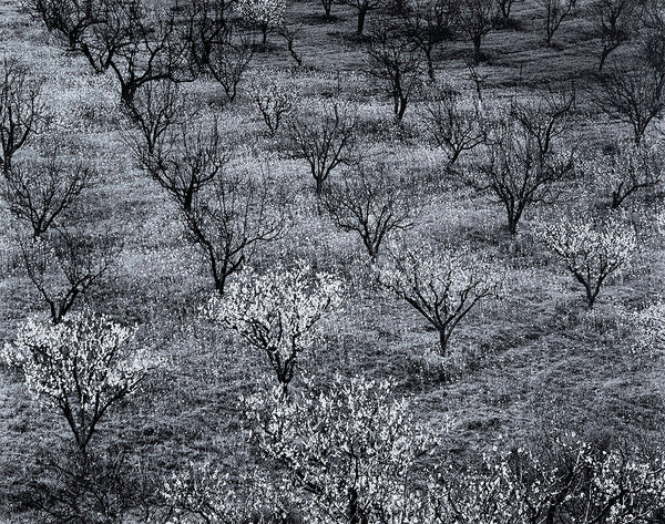 Orchard, Early Spring near Stanford University, California by