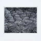 Orchard, Early Spring near Stanford University, California Original Photograph Ansel Adams 