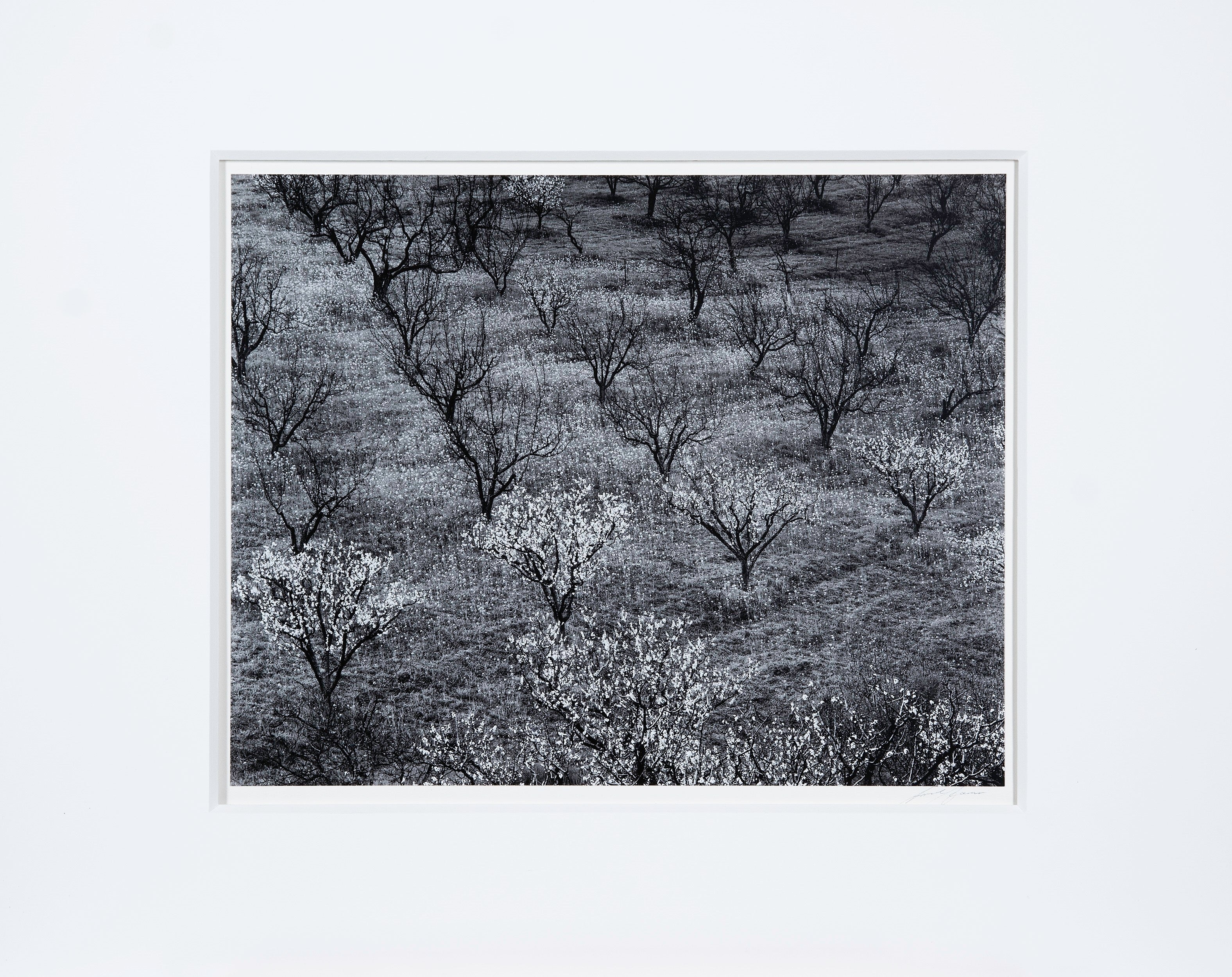 Orchard, Early Spring near Stanford University, California Original Photograph Ansel Adams 
