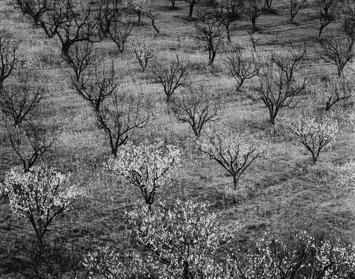 Orchard, Early Spring near Stanford University, California Original Photograph Ansel Adams 