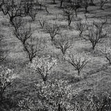 Orchard, Early Spring near Stanford University, California Original Photograph Ansel Adams 