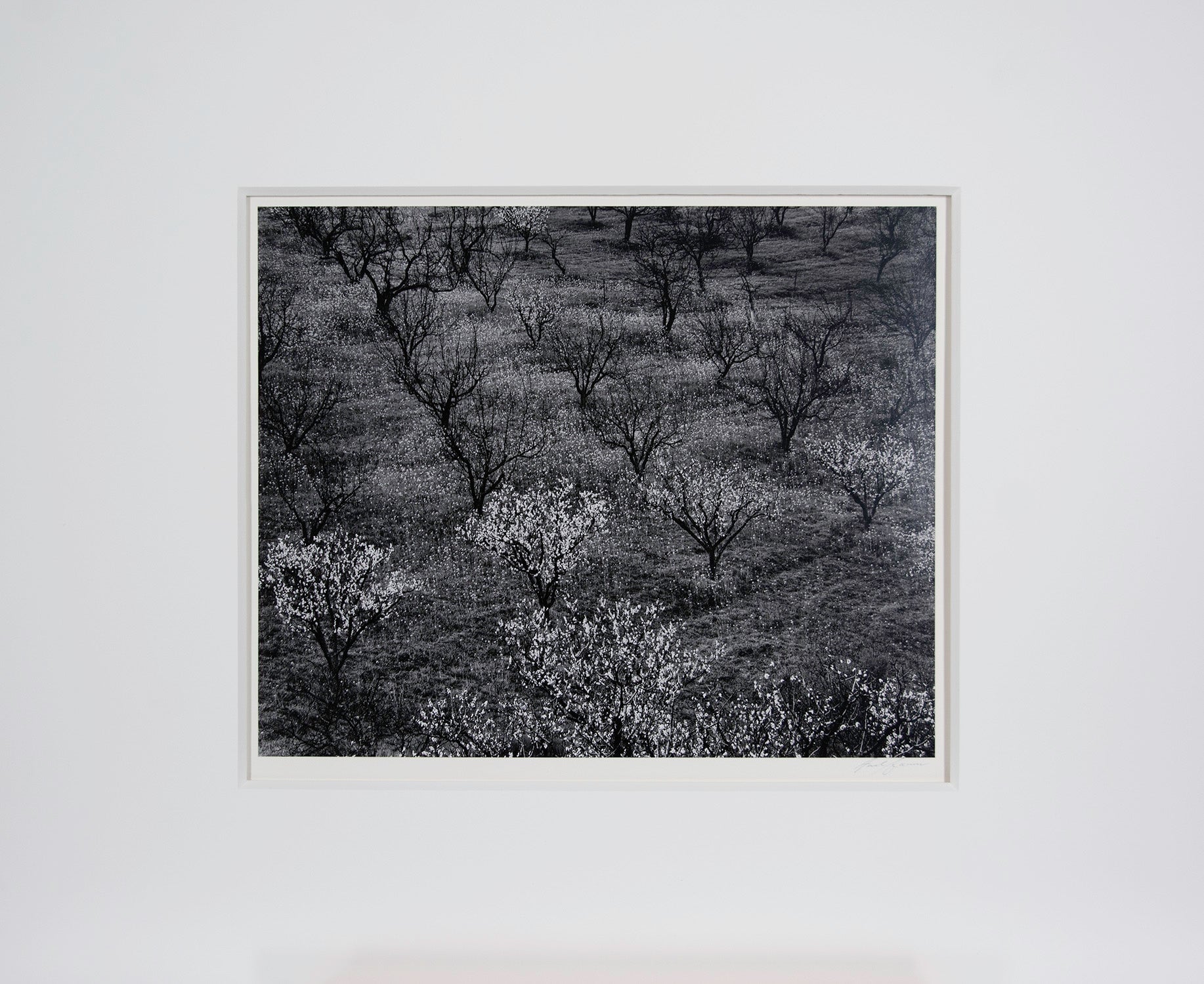 Orchard, Early Spring near Stanford University, California Original Photograph Ansel Adams 
