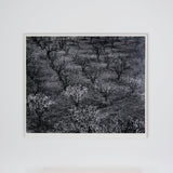 Orchard, Early Spring near Stanford University, California Original Photograph Ansel Adams 