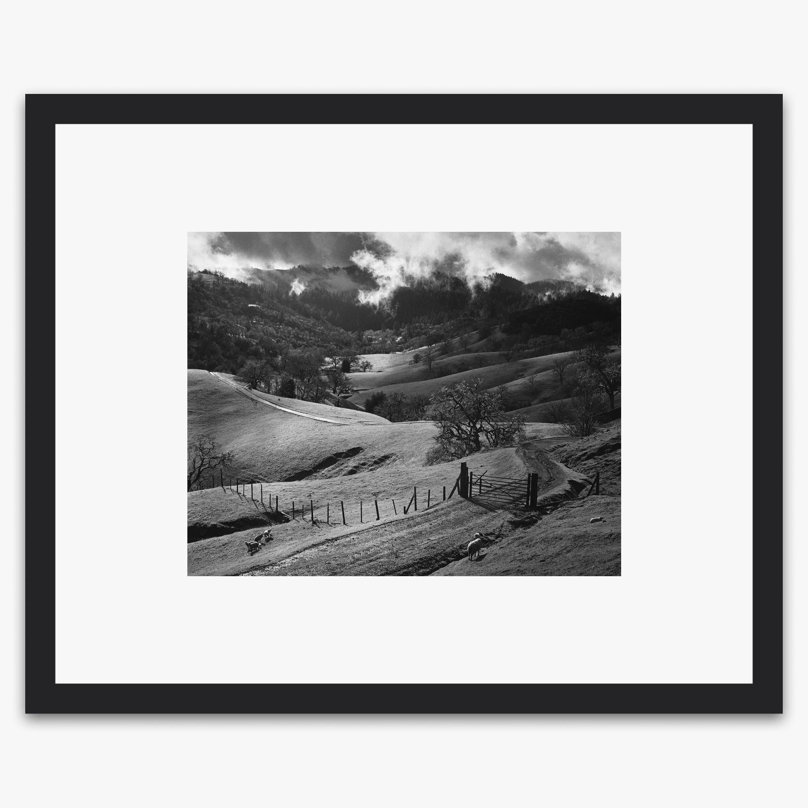 Pasture, Sonoma County Shop_Medium_Print The Ansel Adams Gallery Black Wood 