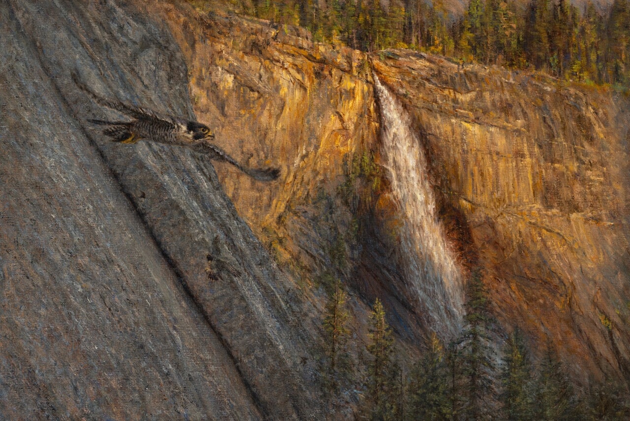 Peregrine Pair Hunting Bats Near Nevada Fall Shop_Represented_Artist James McGrew 