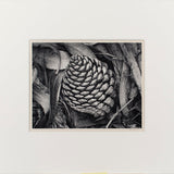 Pine Cone and Eucalyptus Leaves Original Photograph Ansel Adams 