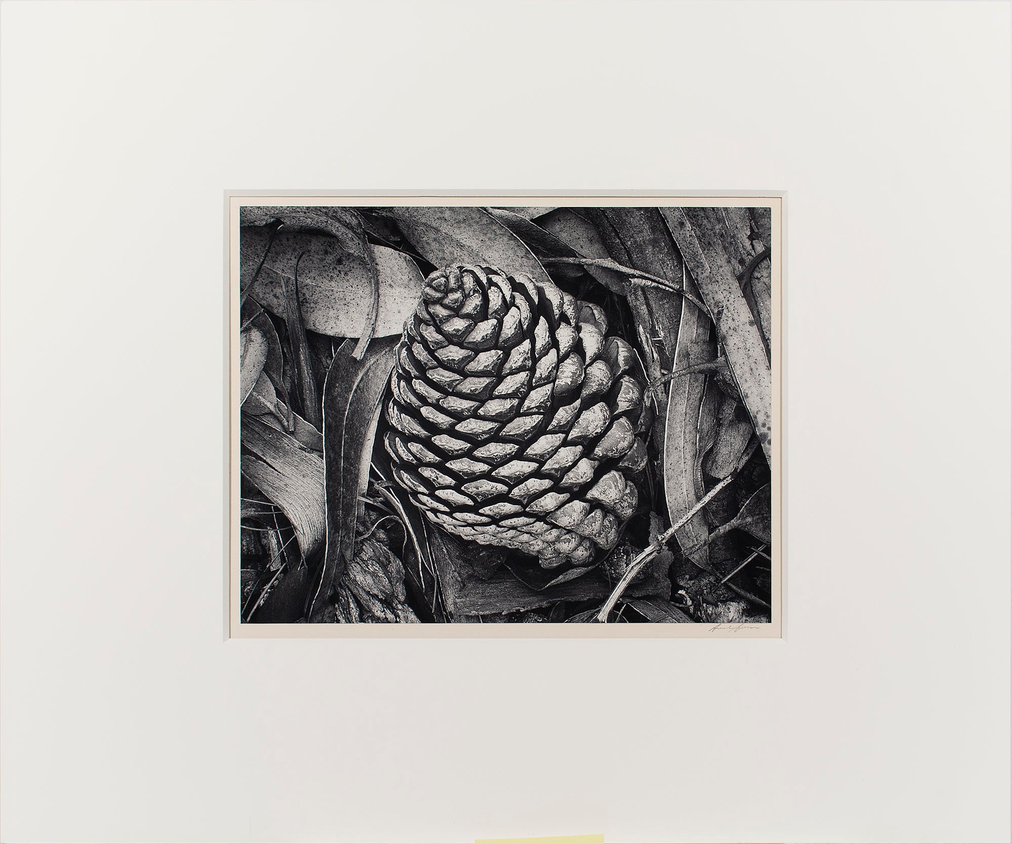 Pine Cone and Eucalyptus Leaves Original Photograph Ansel Adams 