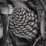 Pine Cone and Eucalyptus Leaves Original Photograph Ansel Adams 