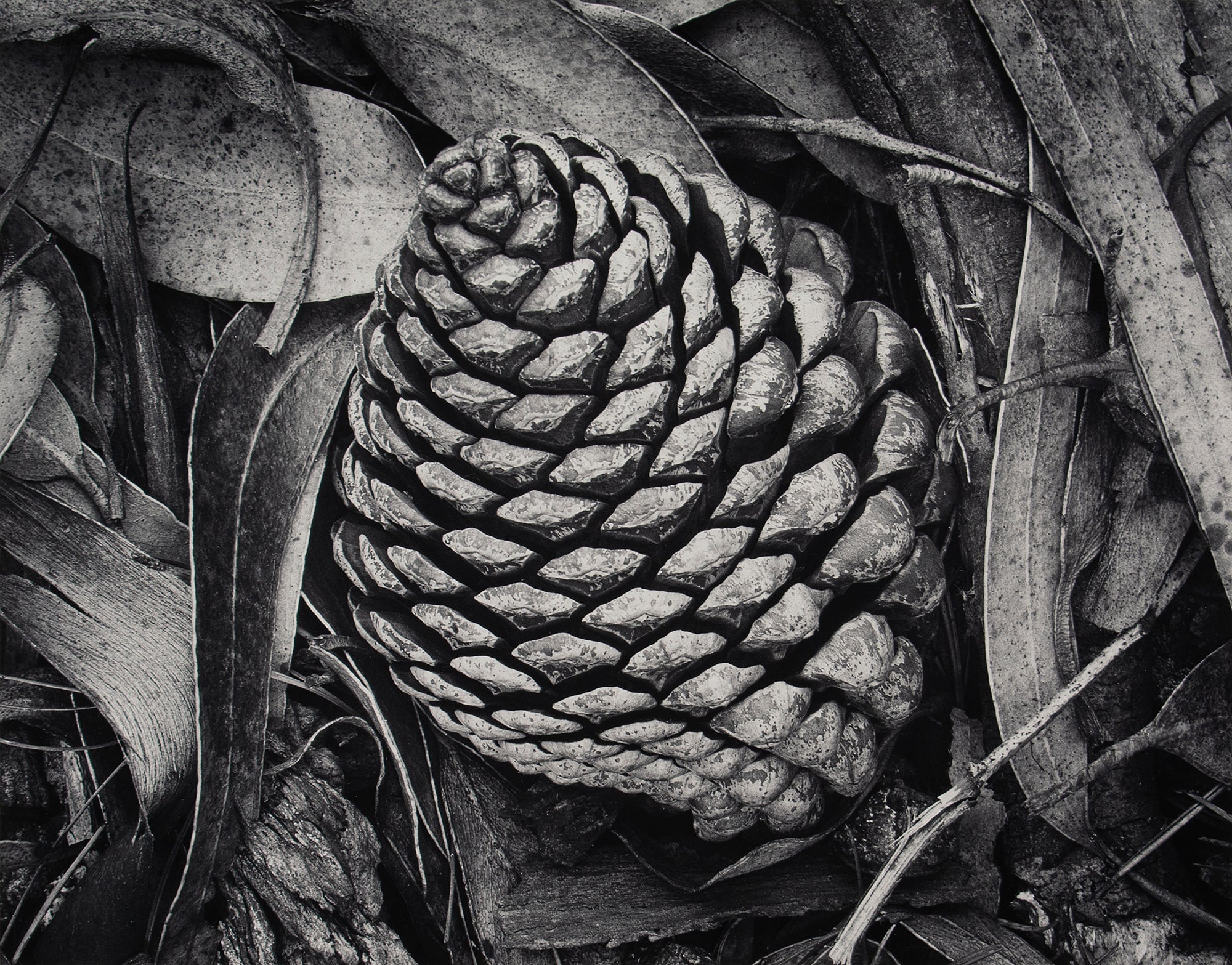 Pine Cone and Eucalyptus Leaves Original Photograph Ansel Adams 