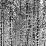 Pine Forest in Snow