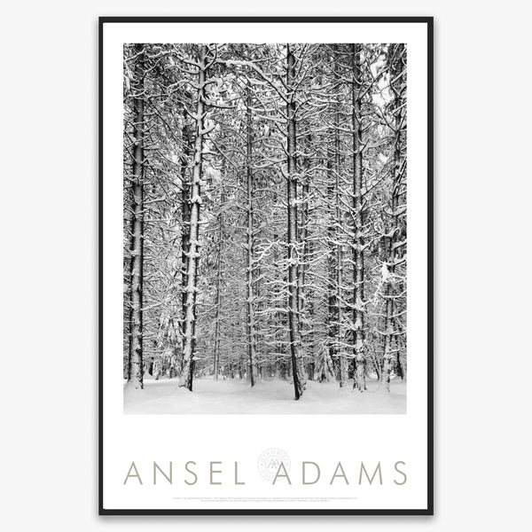 額装品/Pine Forest in /エンボスマーク/アンセルアダムス pine-forest-snow-shop-poster-