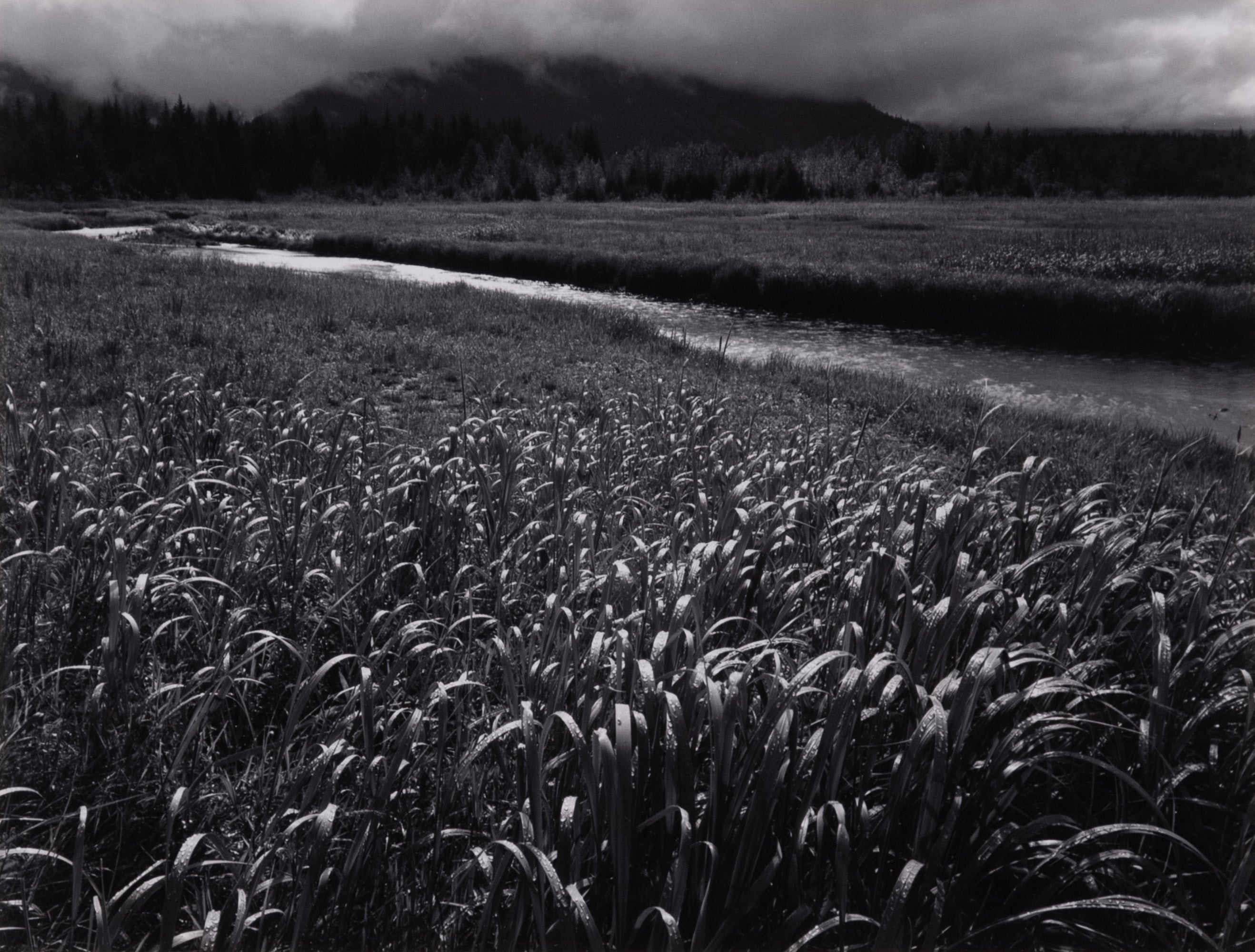 Rain, Beartrack Cove, Glacier Bay National Park Original Photograph Ansel Adams 
