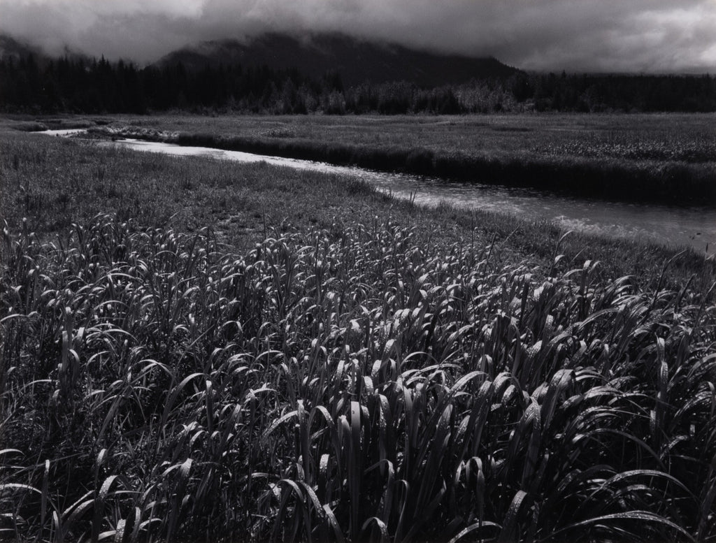 Rain, Beartrack Cove, Glacier Bay National Park