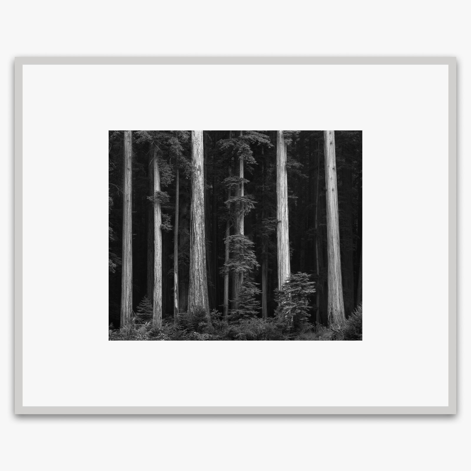 Redwoods, Bull Creek Flat Shop_Medium_Print The Ansel Adams Gallery 