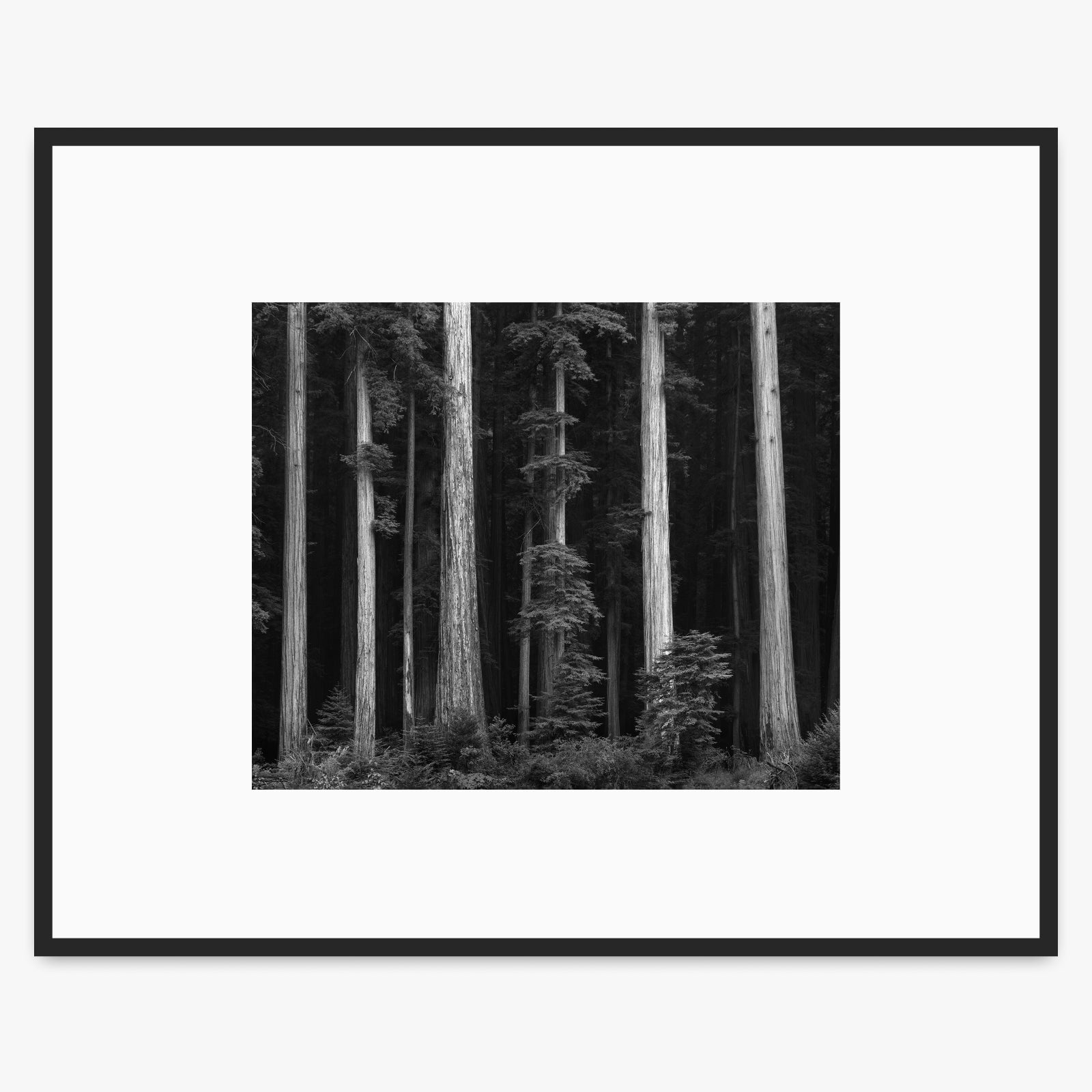 Redwoods, Bull Creek Flat Shop_Medium_Print The Ansel Adams Gallery 