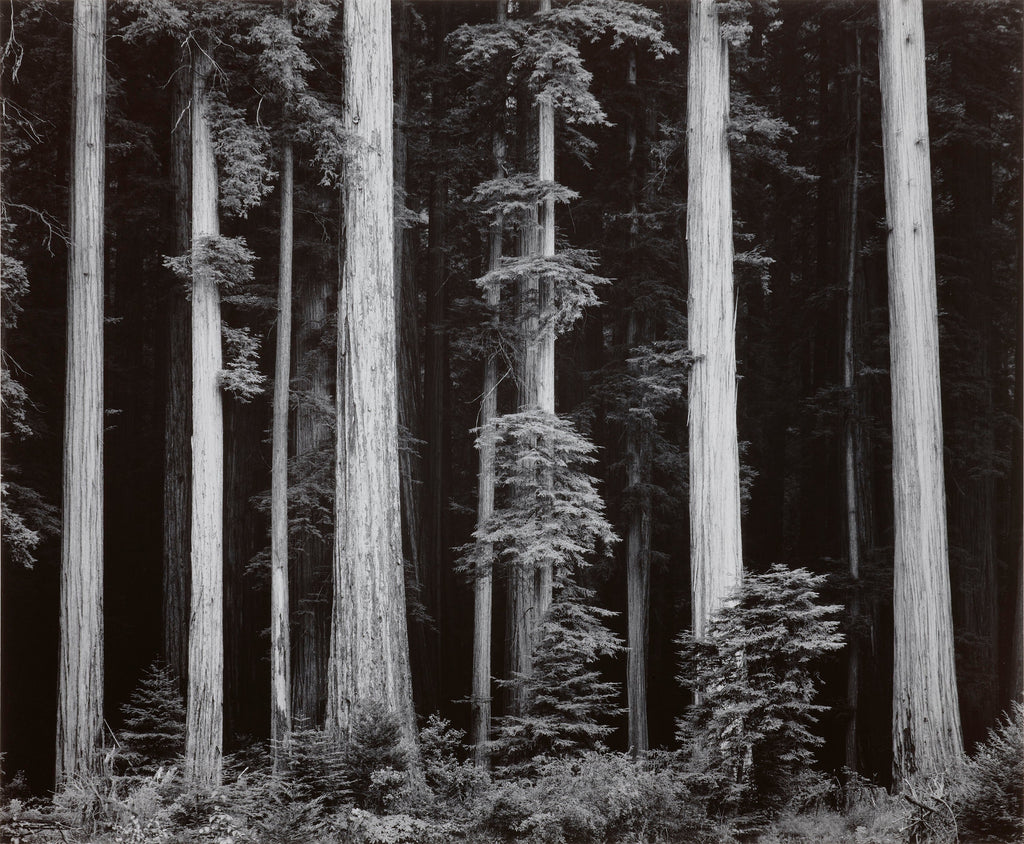 Redwoods, Bull Creek Flat