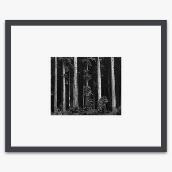 Redwoods by Ansel Adams – The Ansel Adams Gallery