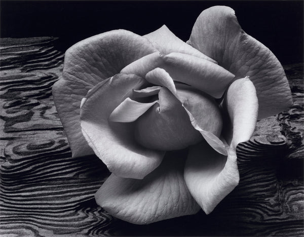 rose-and-driftwood-shoprepromr