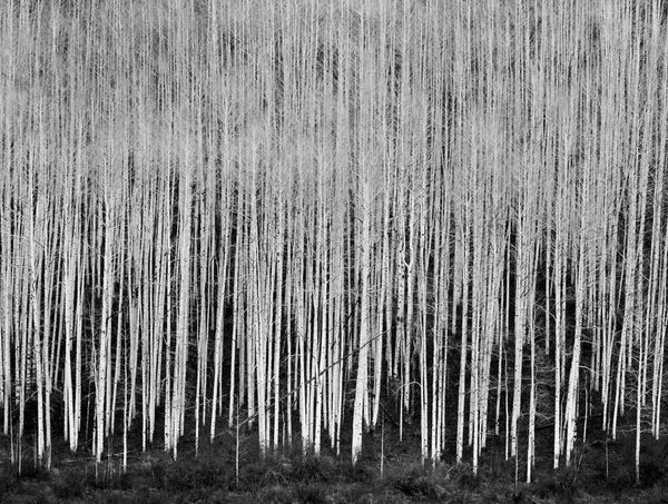 Sea of Aspen, Dolores RIver Canyon, Colorado 1987 by John Sexton