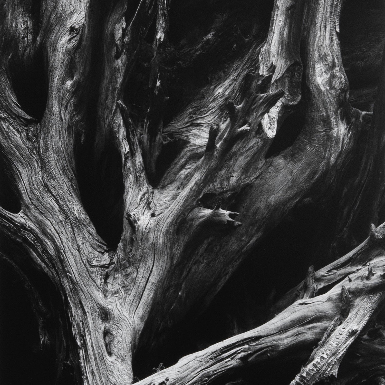 Sequoia Roots, Mariposa Grove Original Photograph Ansel Adams 