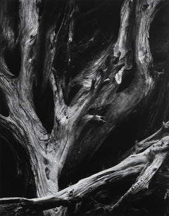 Sequoia Roots, Mariposa Grove Original Photograph Ansel Adams 