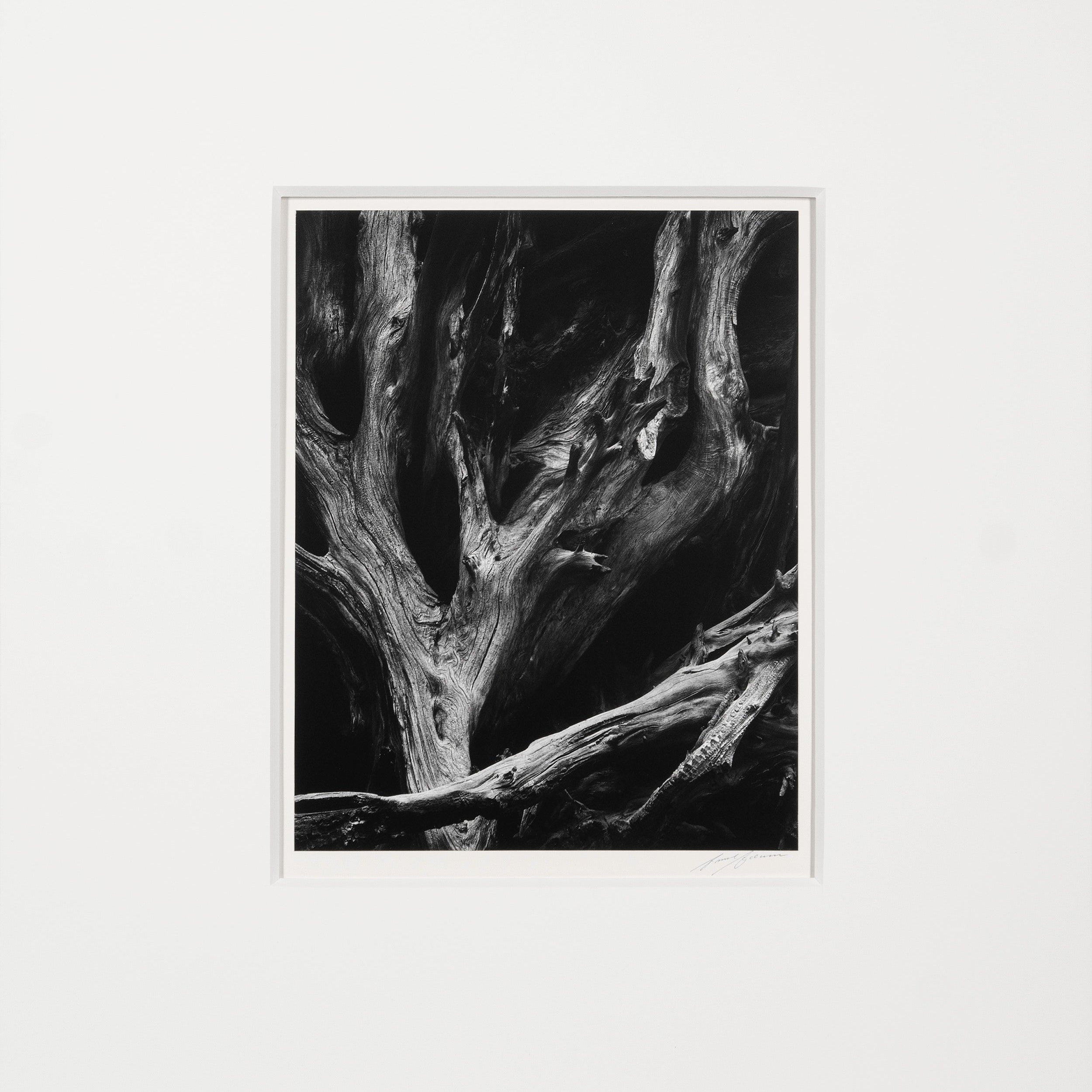 Sequoia Roots, Mariposa Grove Original Photograph Ansel Adams 