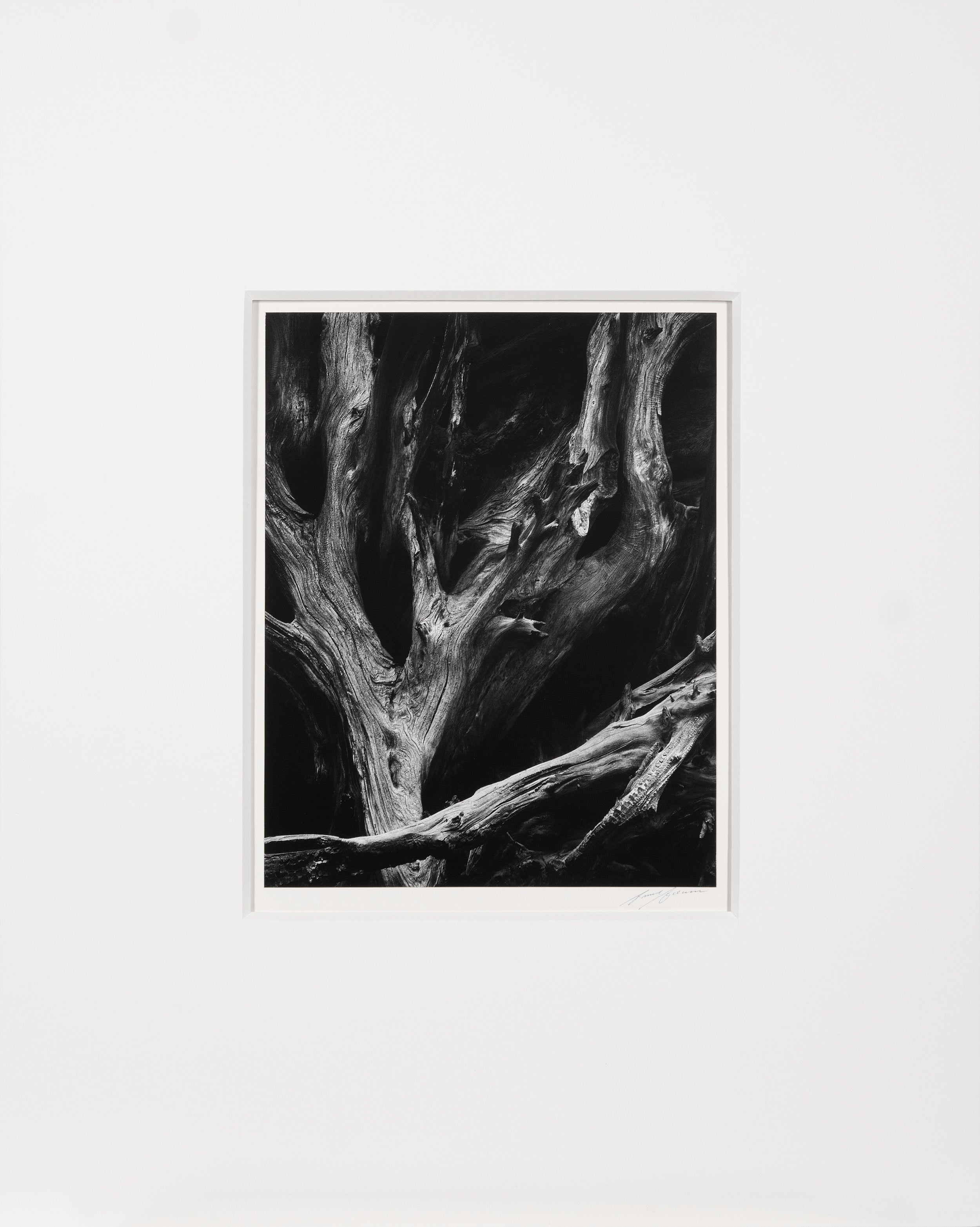 Sequoia Roots, Mariposa Grove Original Photograph Ansel Adams 