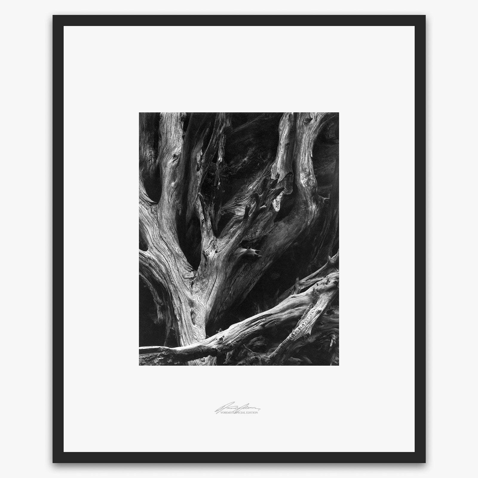 Shop Sequoia Roots by Ansel Adams – The Ansel Adams Gallery