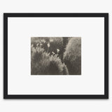 Sierra Meadow Shop_Repro_MR Ansel Adams Gallery Framed Standard 8x10" Black Wood